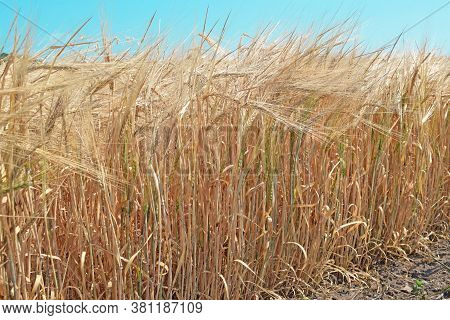 Golden Wheat Field. Beautiful Nature Sunset Landscape. Prerequisites For The Maturation Of Ears Of M