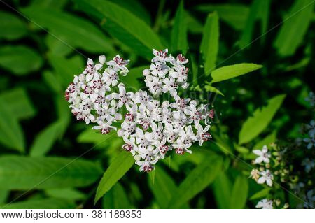 Many Delicate Small White Flowers Of Sambucus Ebulus Plant, Known As Danewort, Dane Weed, Danesblood
