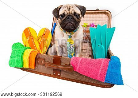 Summer Vacation Pug Dog In Lugagge Ready For Holidays At The Beach Or Paradise, Isolated On White Ba