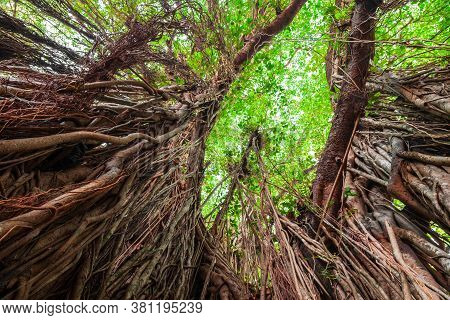 Big Banyan Or Indian Ficus Tree In Goa In India