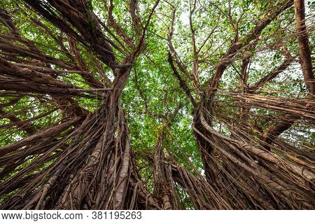 Big Banyan Or Indian Ficus Tree In Goa In India