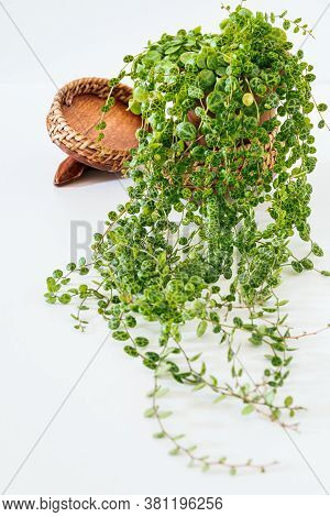 Peperomia Prostrata Aka 