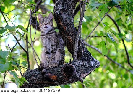 A Wild Cat With The Instinct Of A Hunter Climbed A Tree. Waiting For Prey In The Form Of An Unwary B