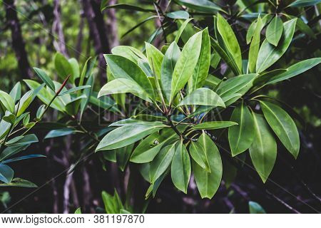 Mangroves Tree,mangroves Leaves With Soft Natural Background