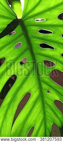 Green Monstera Leaf. Natural Texture. Pattern From Green Leaf Of Plant. Leaf Of Monstera In Sunlight