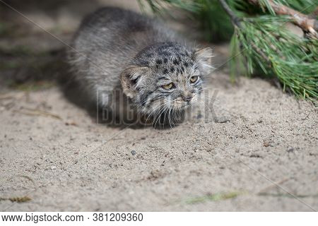 Pallas's Cat (otocolobus Manul). Manul Is Living In The Grasslands And Montane Steppes Of Central As