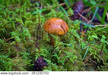 Young Suillus Luteus Mushroom, Also Named Slippery Jack Or Sticky Bun. Edible Mushrooms Background.