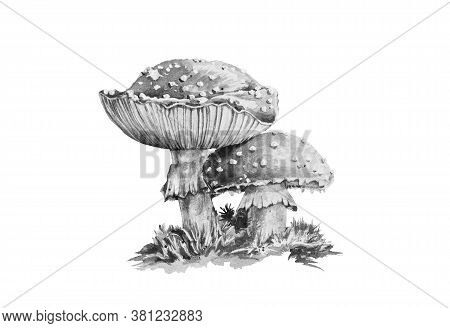 Amanita Muscaria Black And White Graphic Watercolor Illustration. Close Up Forest Toxic Mushroom Ima