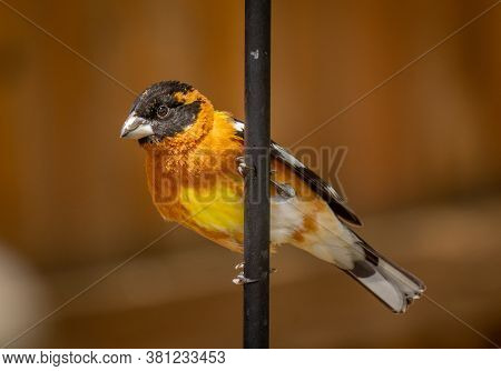 A Beautiful Male Black-headed Grosbeak Grasps The Steel Rod Of A Shepherds Hook Bird Feeding Stand I