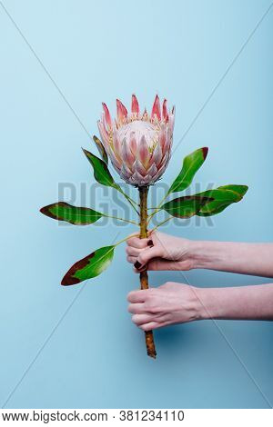 Protea In The Hands Of A Woman Florist On A Blue Background.