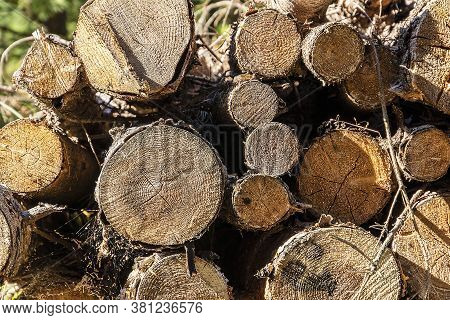 Pulpwood Biomass Stacked In A Logpile In A Pine Tree Forest