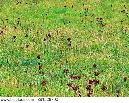 Wild Alpine Summer Flowers On Pastures Along Lakes Melchsee And Tannensee In The Uri Alps Mountain M