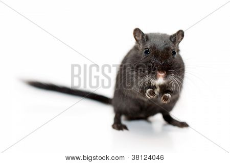 Ratto divertente