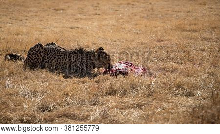 Cheetah, Guepard Eats Meat Carcass Is On The Wild Autumn, Winter Savannah. Wild Animals In Nature. W