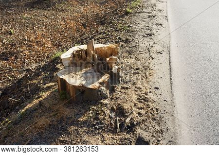 Felled The Tree, Sawed The Trunk Of The Tree, Felling Trees On The Road