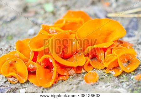 Edible Mushroom (aleuria Aurantia) From European Sub-tropical Climate