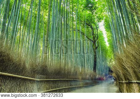 Asian Travel Destinations. Sagano Bamboo Forest In Kyoto In Japan With People Passing By. Horizontal