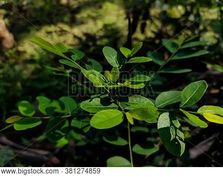 Breynia Vitis-idaea, The Officinal Breynia, Is A Perennial Tree-like Species Of Phyllanthaceae, Foun