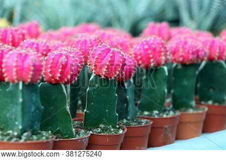 Pink Color Of Gymnocalycium Mihanovichii Cactus In The Mini Plant Pot. Moon Cactus Plant In Pot.