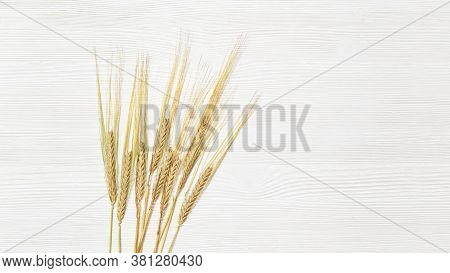 Bunch Of Compressed Stems With Ears. Spikes Of Rye On White Wooden Background. Wheat Close Up. Rich 
