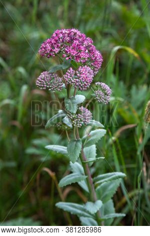 Hylotelephium Triphyllum Flower Or Sedum Stonecrop In Nature