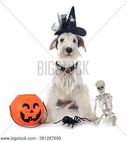 White Miniature Schnauzer In Front Of White Background