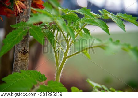 Tomato Plant. The Tomato Has A Sweet And Slightly Acidic Flavor, And Can Be Enjoyed In Many Ways. It