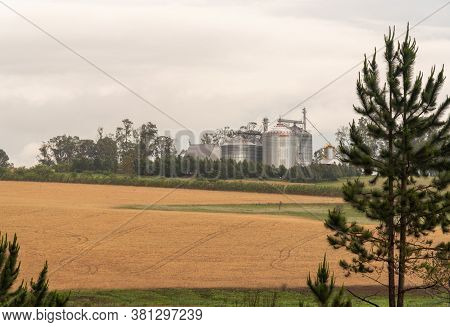 Soybean Production Field In Crop Rotation, Where The Ryegrass Dissected For Sowing The Soybean Seeds