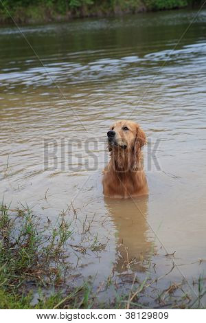 doğa su birikintisi oynayan golden retriver köpek