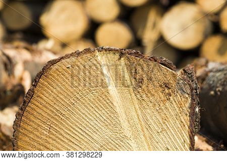 A Large Number Of Round Tree Trunks With Annual Rings Are Folded During Logging
