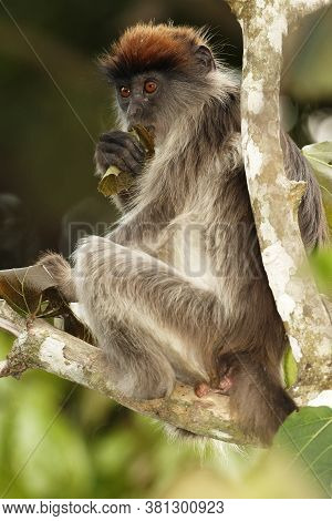 Ugandan Red Colobus (piliocolobus Tephrosceles) Sitting On A Branch With Leaves Rolled Up In His Mou