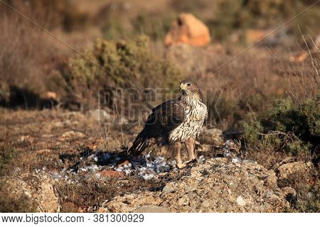 The Bonelli's Eagle (aquila Fasciata), Female Sitting On The Rock. A Large Eagle From The Spanish Mo