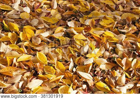 Autumn Yellow Foliage During Leaf Fall, In Nature In The Park Fallen Into The Grass, Closeup
