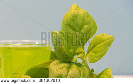 Spinach Detox Juice ((spinacia Oleracea) On Blue Background
