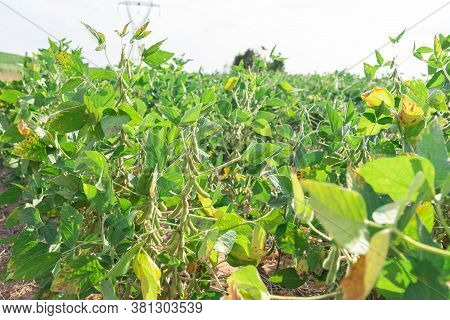 Soy Plants. Soy (glycine Max), Also Known As Soybeans And Chinese Beans. It Is Used In Human Food (i
