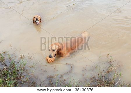 doğa su birikintisi oynayan golden retriver köpek