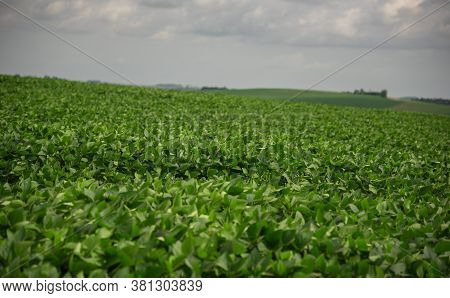 Soy Plants. Soy (glycine Max), Also Known As Soybeans And Chinese Beans. It Is Used In Human Food (i