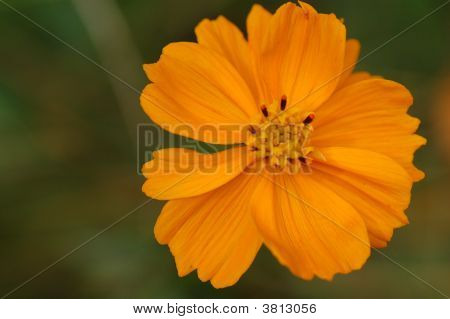 Fleur d'oranger sauvage