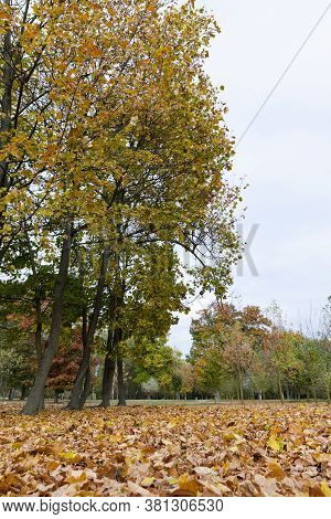 Features Of Autumn Weather In The Forest Or In The Park, Trees With Colorful Multi-colored Foliage, 