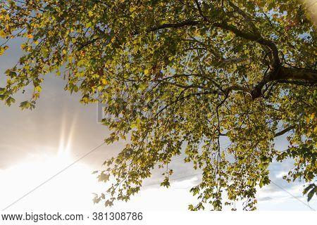 Silhouette Of Maple Leaves (platanus Hispanica) In Contrast To The Sunset In Southern Brazil