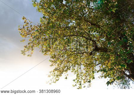 Silhouette Of Maple Leaves (platanus Hispanica) In Contrast To The Sunset In Southern Brazil