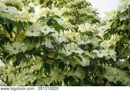 Showy And Bright Flowering Dogwood Tree With Biscuit-shaped Flowers Close Up.