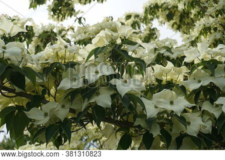 Showy And Bright Flowering Dogwood Tree With Biscuit-shaped Flowers Close Up.