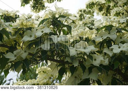Showy And Bright Flowering Dogwood Tree With Biscuit-shaped Flowers Close Up.