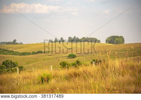 Rural Landscape In Southern Brazil Pampa Biome Area And Livestock Fields