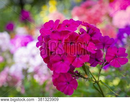 Pink Garden Phlox (phlox Paniculata). Flowering Branch Of Pink Phlox In The Garden. Soft Blurred Sel