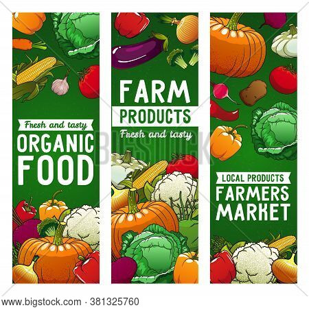 Vegetables Vector Banners, Farm Food Tomato, Bell Pepper And Cauliflower With Beetroot. Potato, Onio