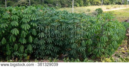 Planting Of Cassava Branches In Brazil