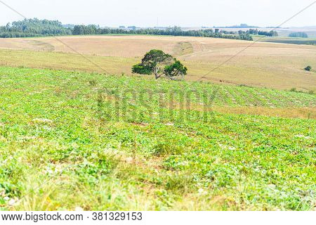 Plantation Of A Plant Popularly Known As Porongo (lagenaria Siceraria) With Fruits Ready For Harvest