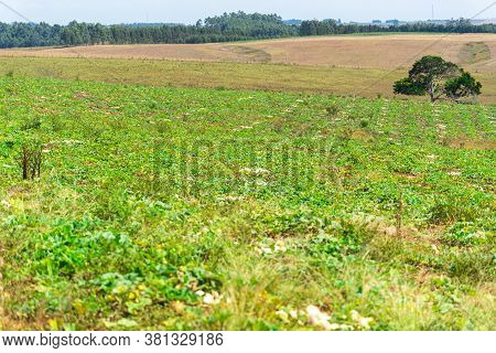 Plantation Of A Plant Popularly Known As Porongo (lagenaria Siceraria) With Fruits Ready For Harvest